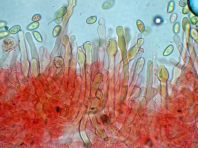 Galerina spec. Cod.: 0947-07
